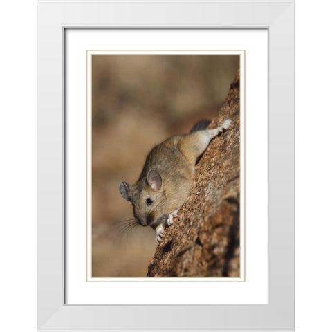 CO, Pike NF Bushy-tailed woodrat on a tree White Modern Wood Framed Art Print with Double Matting by Grall, Don