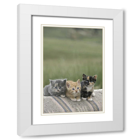 CO, Divide Barn kittens pose on a horse blanket White Modern Wood Framed Art Print with Double Matting by Grall, Don