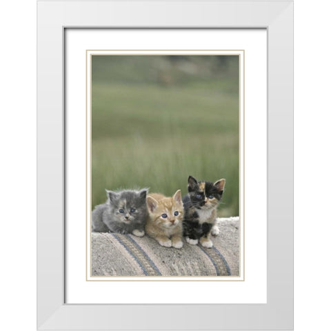 CO, Divide Barn kittens pose on a horse blanket White Modern Wood Framed Art Print with Double Matting by Grall, Don