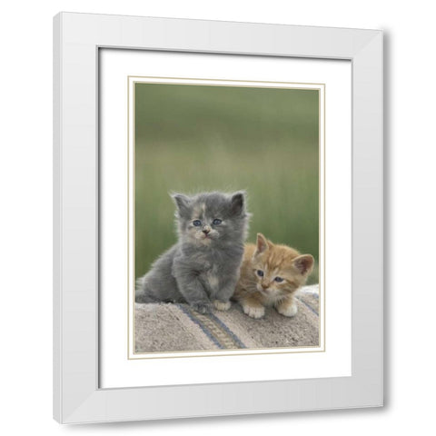 CO, Divide Barn kittens pose on a horse blanket White Modern Wood Framed Art Print with Double Matting by Grall, Don