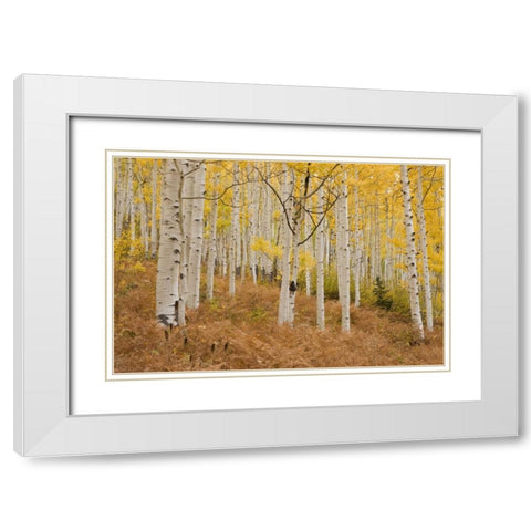 CO, Gunnison NF, Ohio Pass Aspen forest White Modern Wood Framed Art Print with Double Matting by Grall, Don