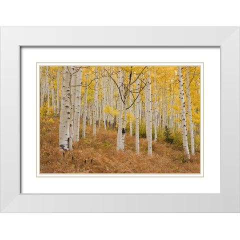 CO, Gunnison NF, Ohio Pass Aspen forest White Modern Wood Framed Art Print with Double Matting by Grall, Don