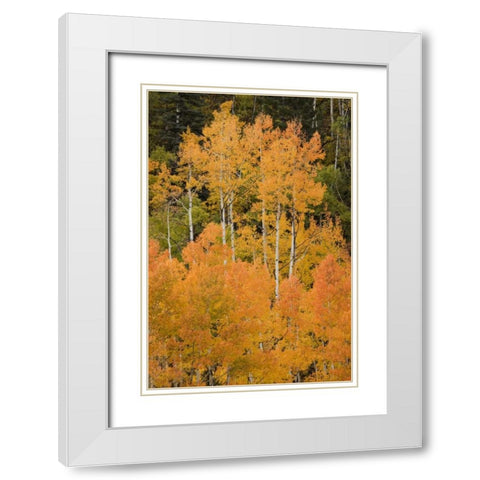 CO, Uncompahgre NF Grove of orange-tinged aspens White Modern Wood Framed Art Print with Double Matting by Grall, Don