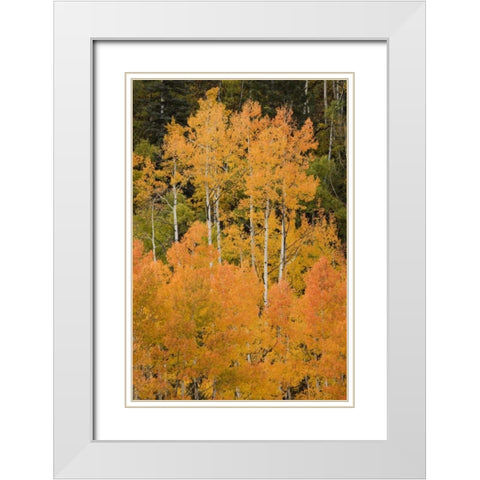 CO, Uncompahgre NF Grove of orange-tinged aspens White Modern Wood Framed Art Print with Double Matting by Grall, Don