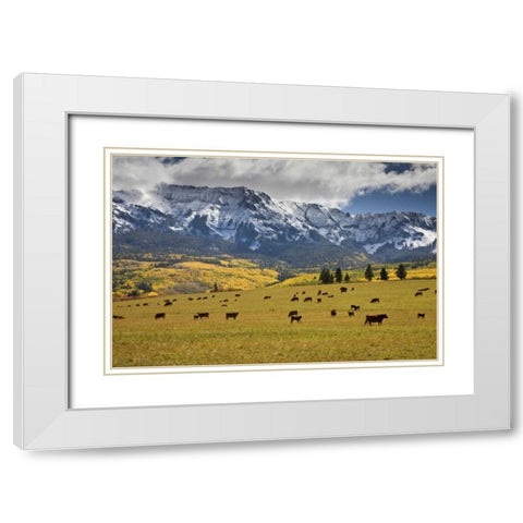 CO, Uncompahgre NF, Hastings Mesa Cattle grazing White Modern Wood Framed Art Print with Double Matting by Grall, Don