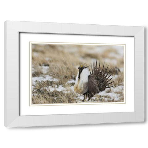 CO, North Park Greater sage grouse in display White Modern Wood Framed Art Print with Double Matting by Grall, Don
