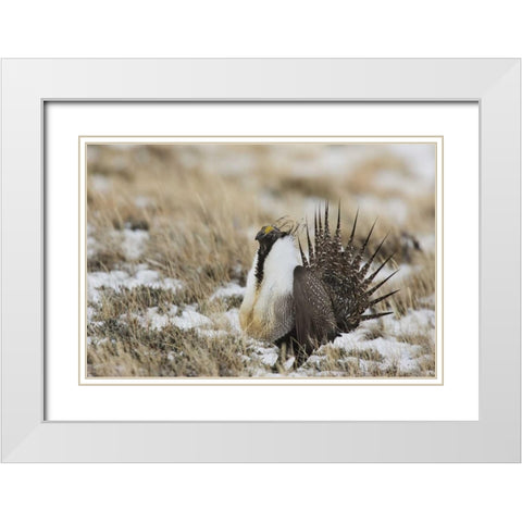 CO, North Park Greater sage grouse in display White Modern Wood Framed Art Print with Double Matting by Grall, Don