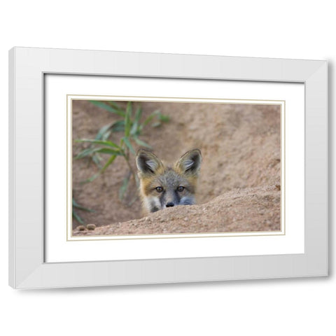 Colorado, Pike NF Shy red fox kit near den site White Modern Wood Framed Art Print with Double Matting by Grall, Don