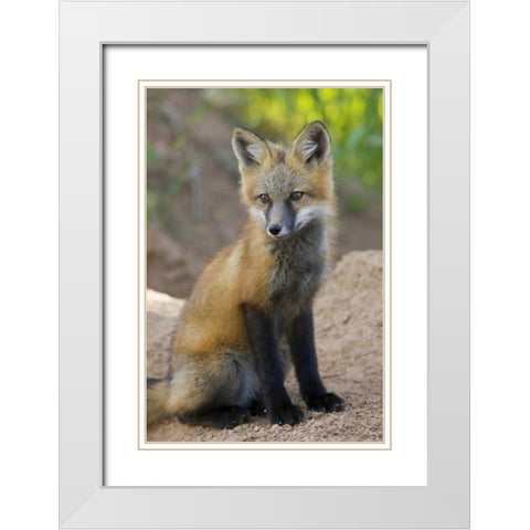 Colorado, Pike NF Red fox kit near den site White Modern Wood Framed Art Print with Double Matting by Grall, Don