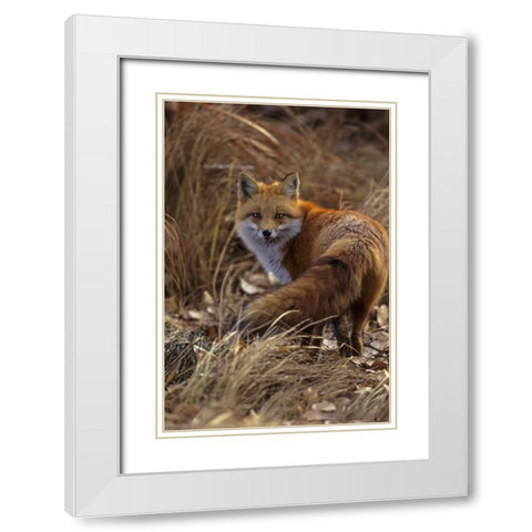 Colorado, Jefferson County Close-up of red fox White Modern Wood Framed Art Print with Double Matting by Illg, Cathy and Gordon