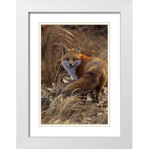 Colorado, Jefferson County Close-up of red fox White Modern Wood Framed Art Print with Double Matting by Illg, Cathy and Gordon