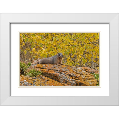 CO, Rocky Mts Yellow-bellied marmot on an autumm White Modern Wood Framed Art Print with Double Matting by Illg, Cathy and Gordon
