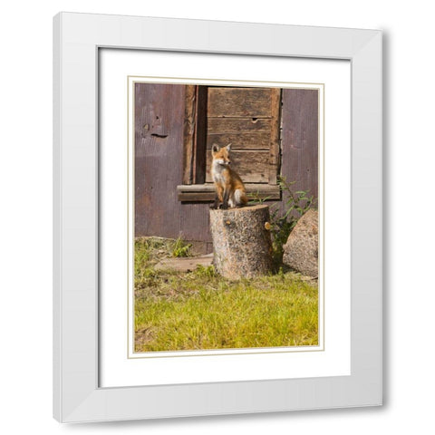 CO, Breckenridge Young fox sitting on log  White Modern Wood Framed Art Print with Double Matting by Lord, Fred