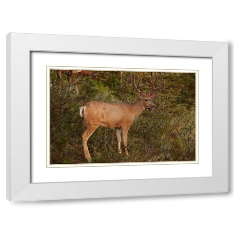 CO, Pike NF Mule deer buck with velvet antlers White Modern Wood Framed Art Print with Double Matting by Grall, Don