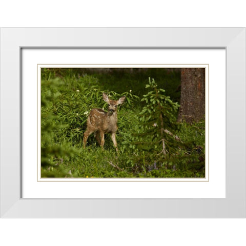 CO, White River NF Mule deer fawn in forest White Modern Wood Framed Art Print with Double Matting by Grall, Don
