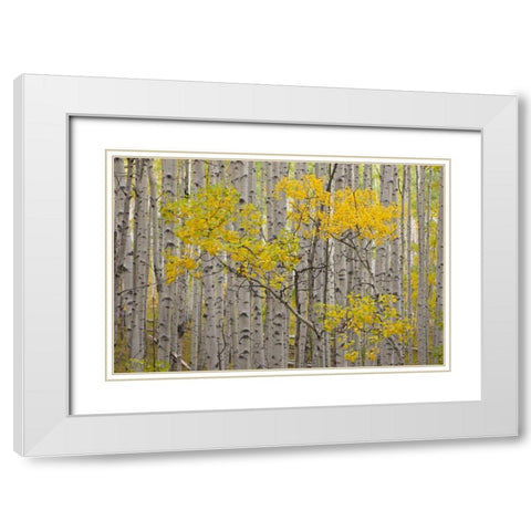 CO, White River NF A stand of aspens in autumn White Modern Wood Framed Art Print with Double Matting by Grall, Don