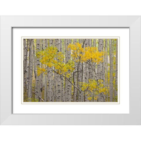 CO, White River NF A stand of aspens in autumn White Modern Wood Framed Art Print with Double Matting by Grall, Don