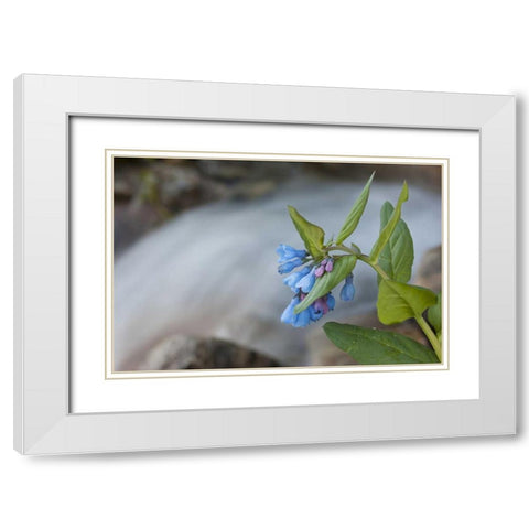 CO Mountain bluebells beside a rushing creek White Modern Wood Framed Art Print with Double Matting by Grall, Don