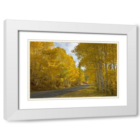 CO, Black Canyon, Road through fall trees White Modern Wood Framed Art Print with Double Matting by Grall, Don