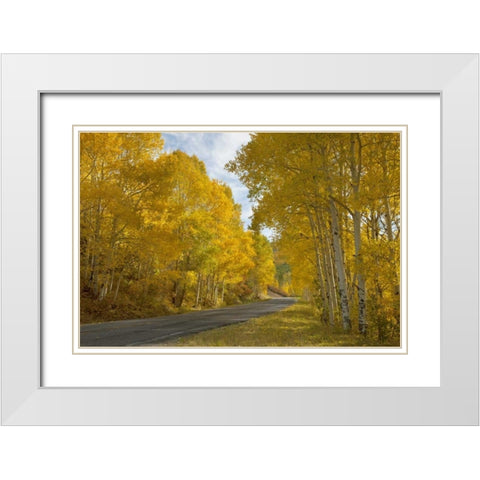 CO, Black Canyon, Road through fall trees White Modern Wood Framed Art Print with Double Matting by Grall, Don