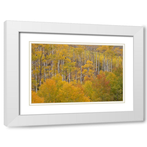 CO, White River NF Aspen grove in autumn foliage White Modern Wood Framed Art Print with Double Matting by Grall, Don