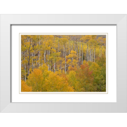 CO, White River NF Aspen grove in autumn foliage White Modern Wood Framed Art Print with Double Matting by Grall, Don