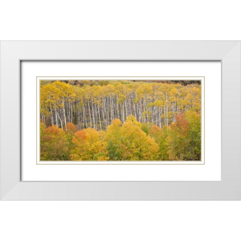 CO, White River NF Aspen grove in autumn foliage White Modern Wood Framed Art Print with Double Matting by Grall, Don