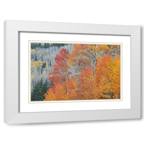 CO, San Juan Mts Aspen trees in autumn colors White Modern Wood Framed Art Print with Double Matting by Grall, Don