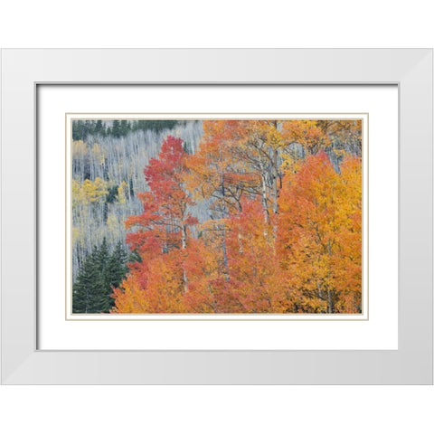 CO, San Juan Mts Aspen trees in autumn colors White Modern Wood Framed Art Print with Double Matting by Grall, Don
