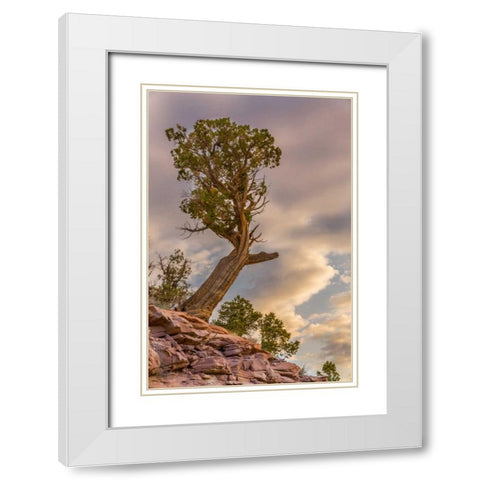 CO, Fruita Juniper at sunrise in Colorado NM White Modern Wood Framed Art Print with Double Matting by Lord, Fred