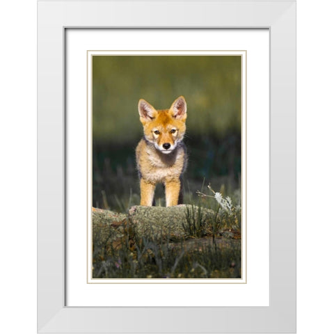 Colorado, Rocky Mountain NP Curious young coyote White Modern Wood Framed Art Print with Double Matting by Lord, Fred