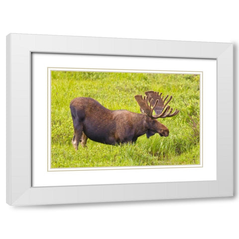 CO, Cameron Pass Bull moose with velvet antlers White Modern Wood Framed Art Print with Double Matting by Lord, Fred