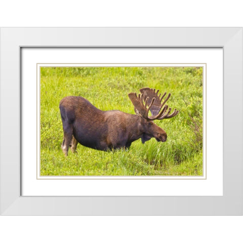 CO, Cameron Pass Bull moose with velvet antlers White Modern Wood Framed Art Print with Double Matting by Lord, Fred