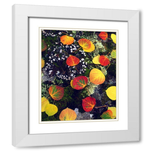 CO, Aspen leaves on a lichen covered rock White Modern Wood Framed Art Print with Double Matting by Talbot Frank, Christopher
