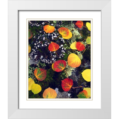 CO, Aspen leaves on a lichen covered rock White Modern Wood Framed Art Print with Double Matting by Talbot Frank, Christopher