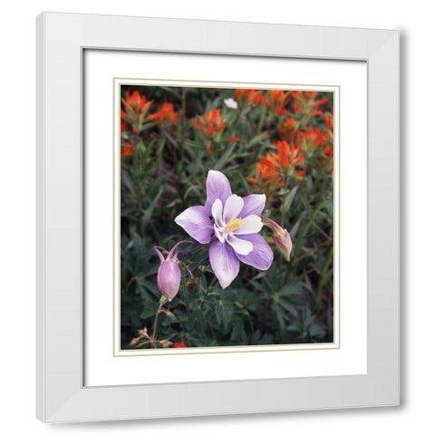 CO, Columbine flower in Yankee Boy Basin White Modern Wood Framed Art Print with Double Matting by Talbot Frank, Christopher