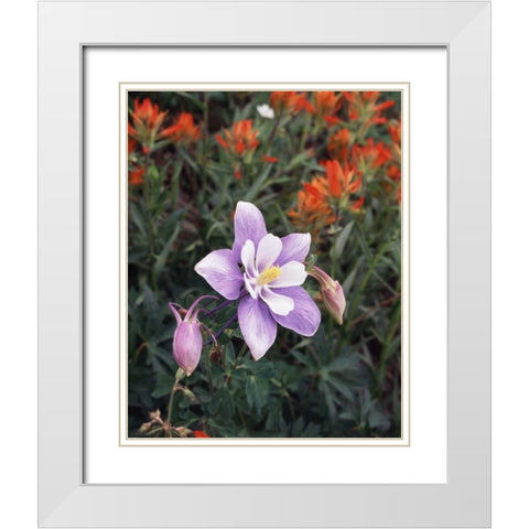 CO, Columbine flower in Yankee Boy Basin White Modern Wood Framed Art Print with Double Matting by Talbot Frank, Christopher