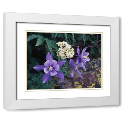 CO, Mutant Columbine flowers in the Rocky Mts White Modern Wood Framed Art Print with Double Matting by Talbot Frank, Christopher
