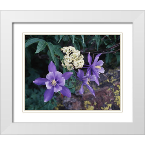 CO, Mutant Columbine flowers in the Rocky Mts White Modern Wood Framed Art Print with Double Matting by Talbot Frank, Christopher