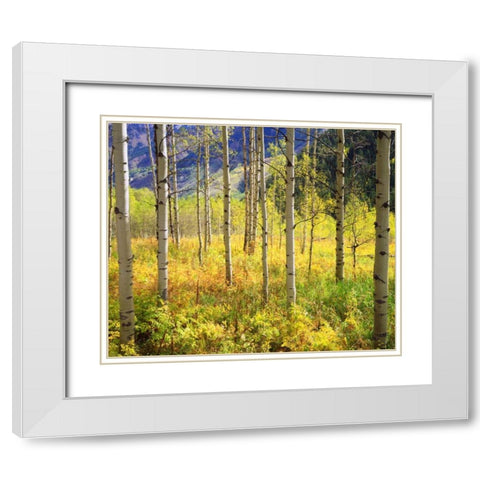 CO, Rocky Mts, Aspens in Autumn in the Rockies White Modern Wood Framed Art Print with Double Matting by Talbot Frank, Christopher