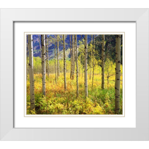 CO, Rocky Mts, Aspens in Autumn in the Rockies White Modern Wood Framed Art Print with Double Matting by Talbot Frank, Christopher