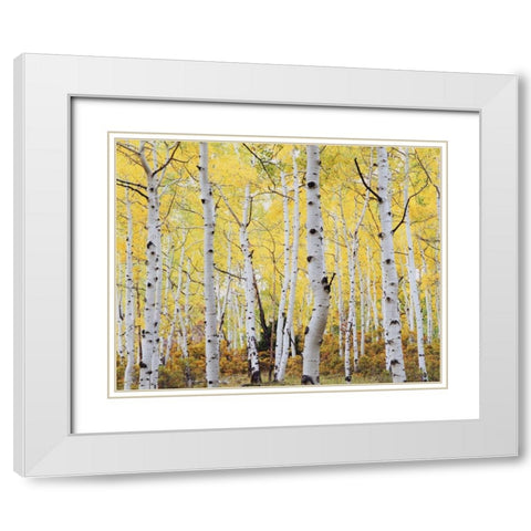 Colorado, Rocky Mts, Fall colors of Aspen trees White Modern Wood Framed Art Print with Double Matting by Talbot Frank, Christopher