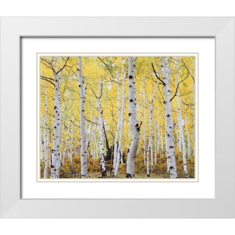 Colorado, Rocky Mts, Fall colors of Aspen trees White Modern Wood Framed Art Print with Double Matting by Talbot Frank, Christopher