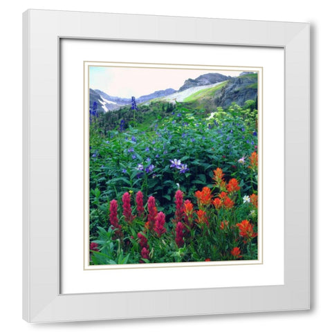 CO, flowers in Yankee Boy Basin in the Rocky Mts White Modern Wood Framed Art Print with Double Matting by Talbot Frank, Christopher