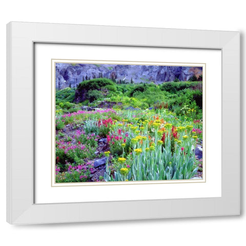 CO, flowers in Yankee Boy Basin in the Rocky Mts White Modern Wood Framed Art Print with Double Matting by Talbot Frank, Christopher