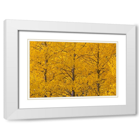 CO, Rocky Mts, Castle Valley Aspens in autumn White Modern Wood Framed Art Print with Double Matting by Illg, Cathy and Gordon