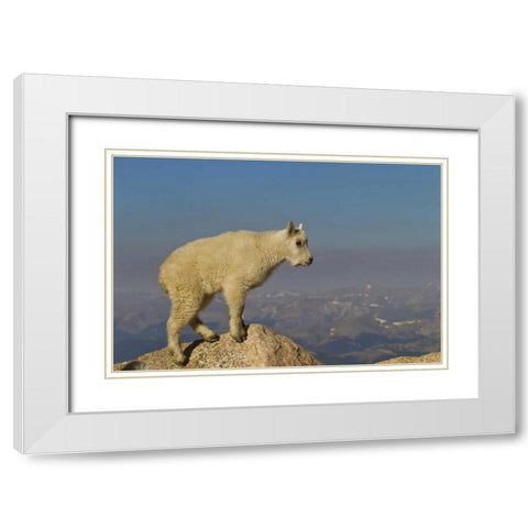CO, Mount Evans Side view of mountain goat kid White Modern Wood Framed Art Print with Double Matting by Illg, Cathy and Gordon