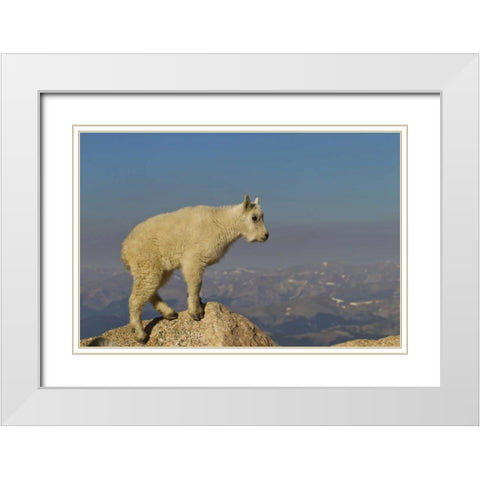 CO, Mount Evans Side view of mountain goat kid White Modern Wood Framed Art Print with Double Matting by Illg, Cathy and Gordon