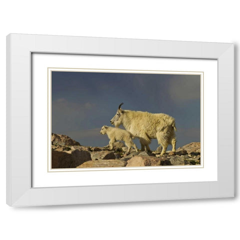 Colorado, Mount Evans Mountain goat and kid White Modern Wood Framed Art Print with Double Matting by Illg, Cathy and Gordon