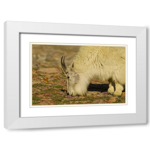 CO, Mount Evans Mountain goat feeding on flowers White Modern Wood Framed Art Print with Double Matting by Illg, Cathy and Gordon
